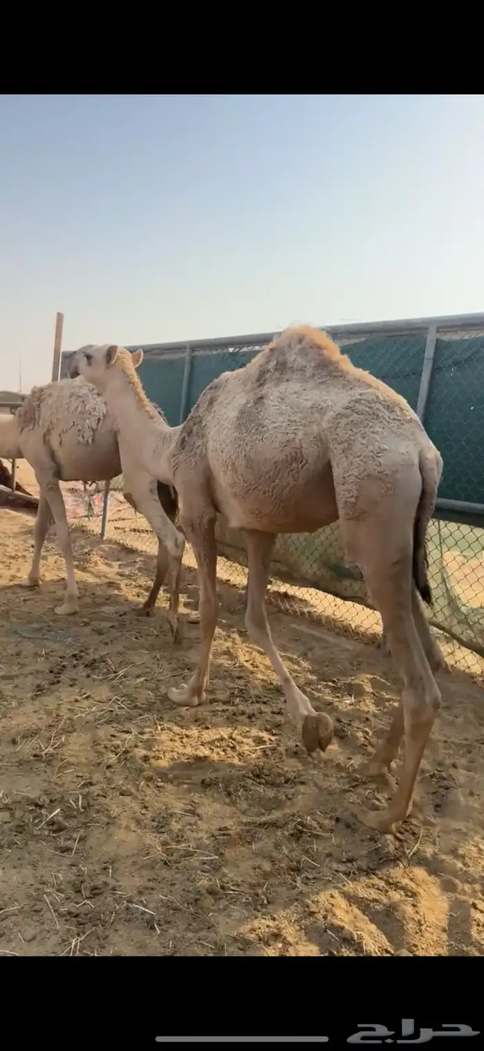 مفاريد شقح قعدان ثنين طيبات مقفله شحمه الخرج 8