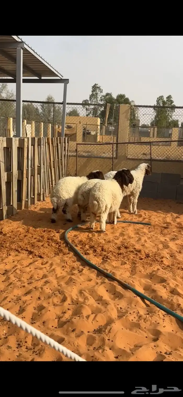هرافا نعيم 4