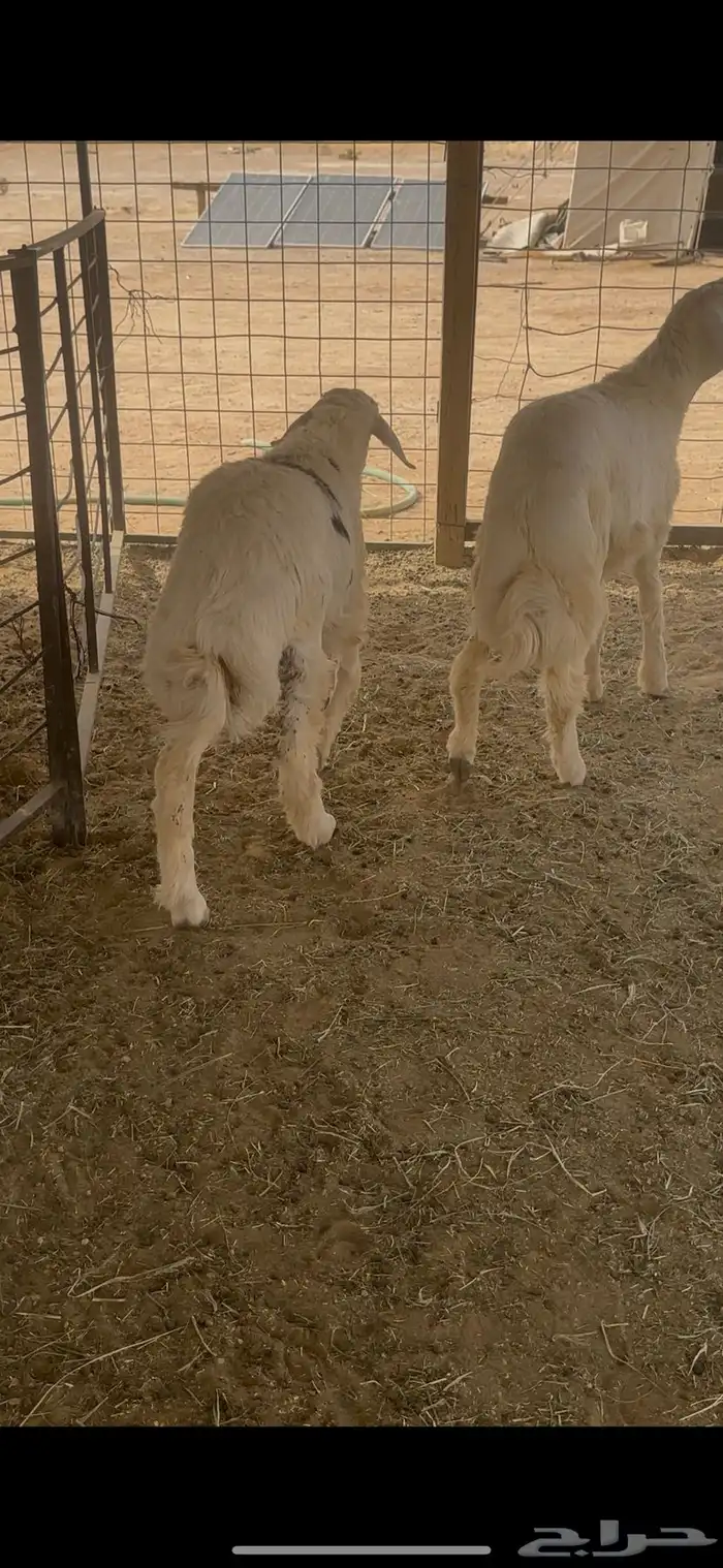 طليان ذبايح حري 1