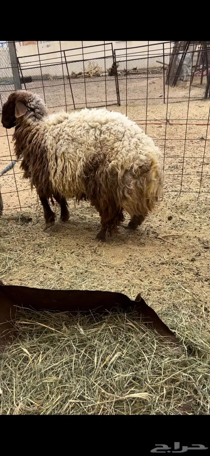 رخل ثنيه نعيمه حايل شرط و فل شحم 0
