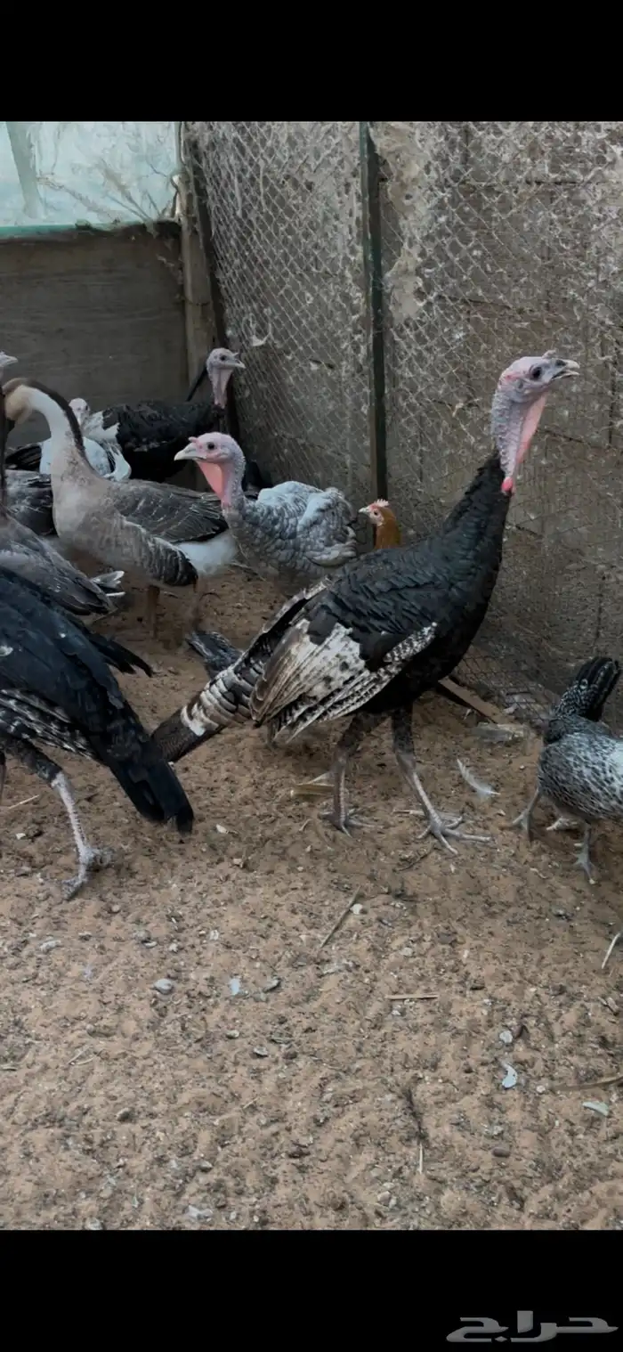 دجاج وديوك رومي 1