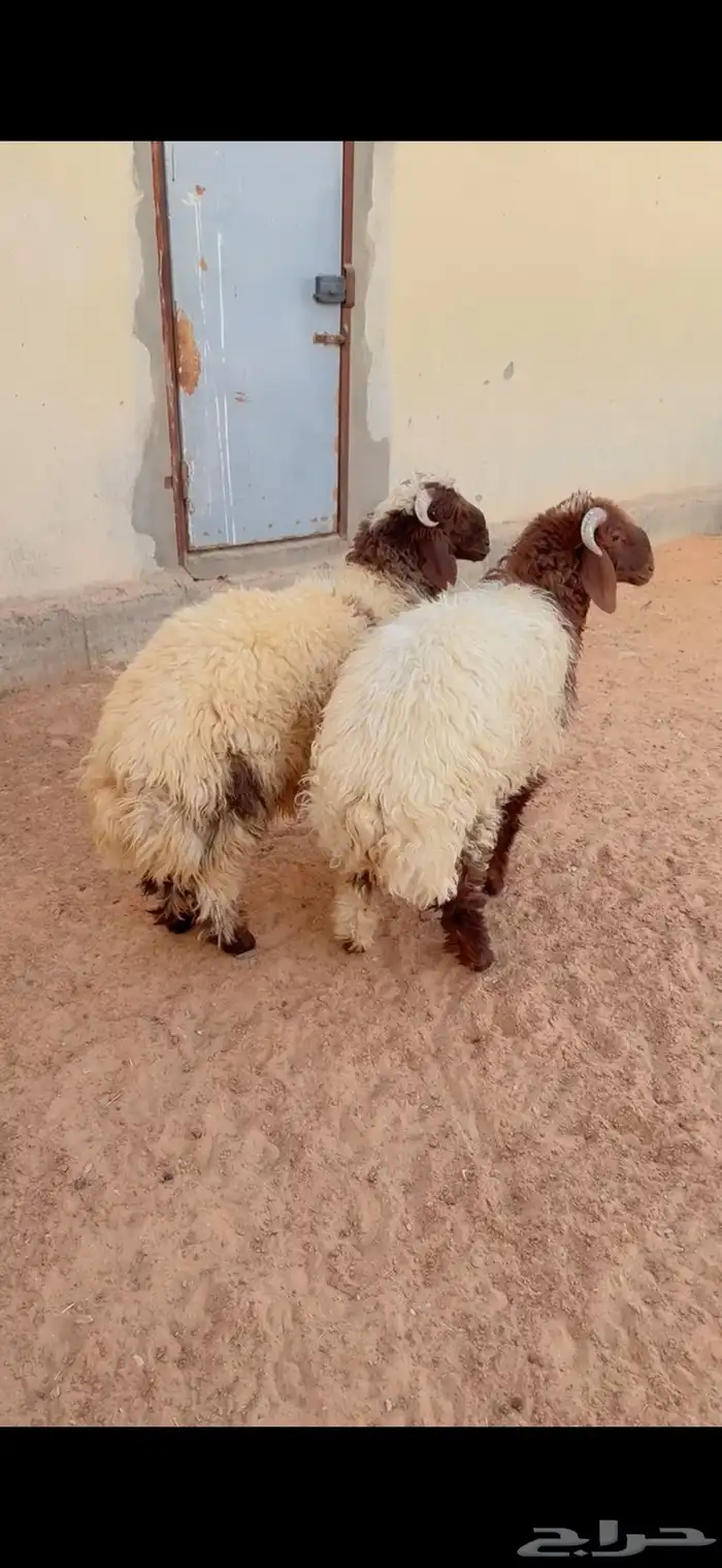 طليان نعيم الريآض حي الشفآء آي مكان نوصل فيه ذبح باقي آثنين 0
