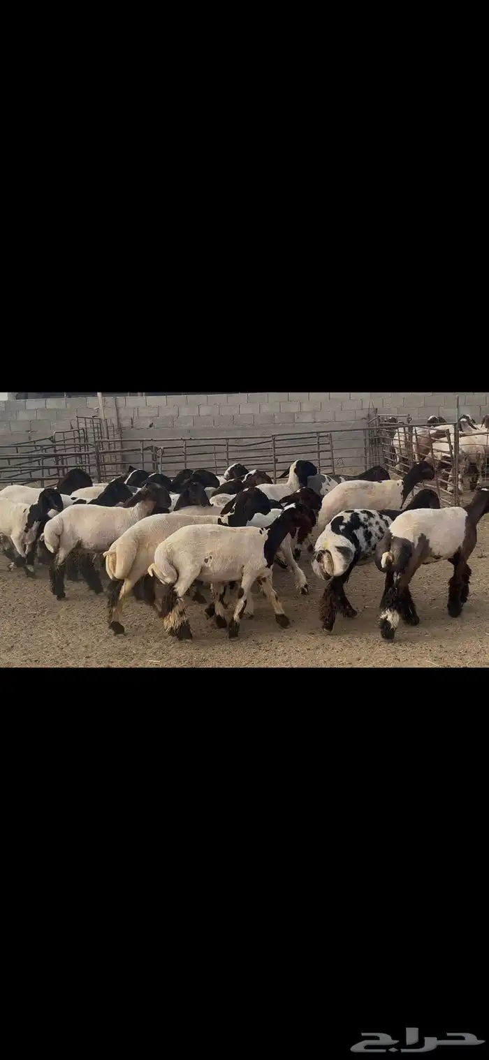 جذعات نعيم درع . 6