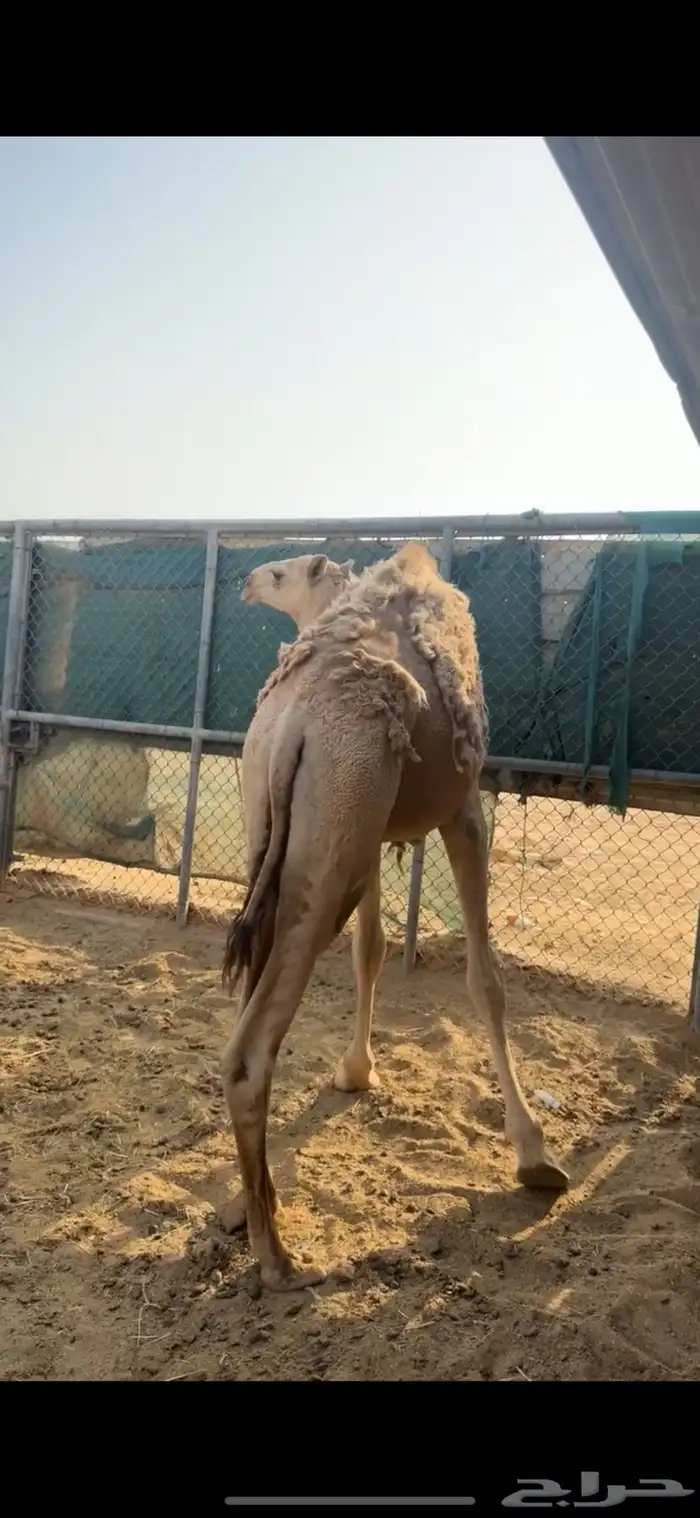 مفاريد شقح قعدان ثنين طيبات مقفله شحمه الخرج 7