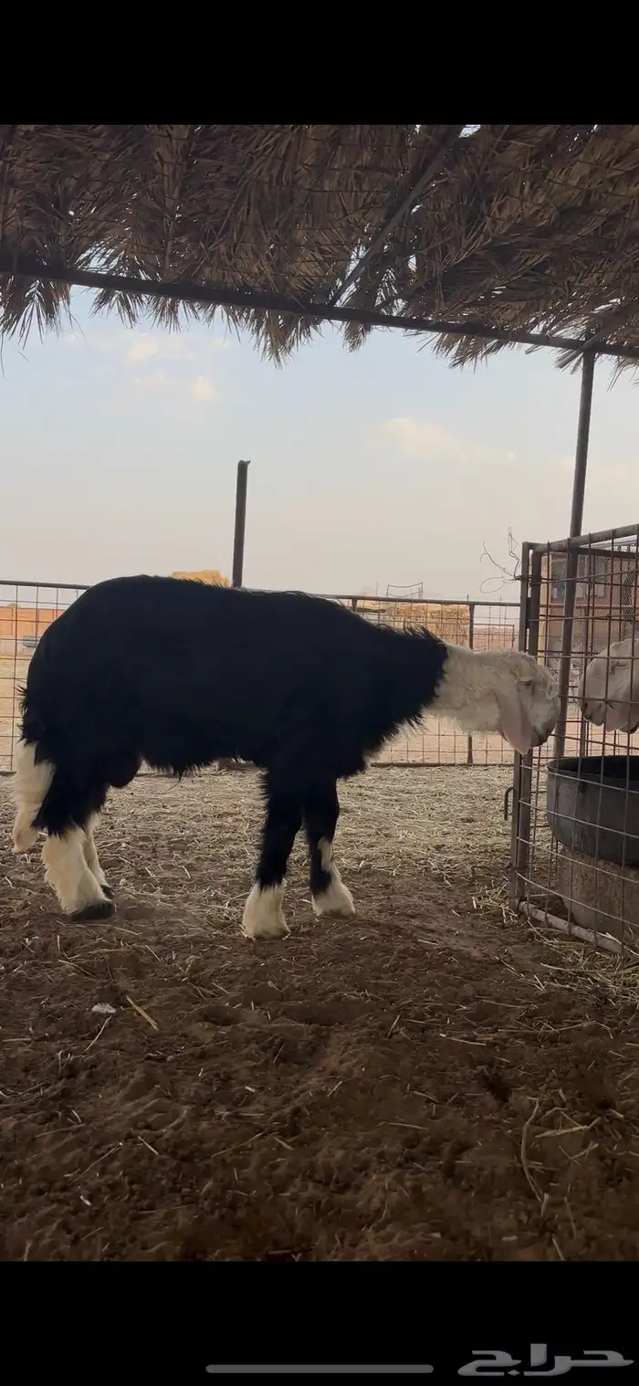 طلي نجدي كفو ومستقبل فحل ناادر 5