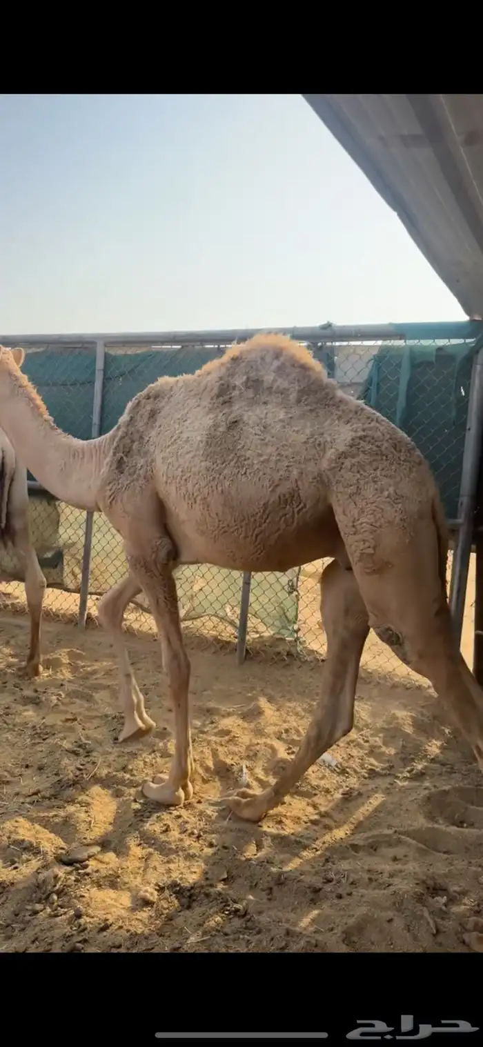 مفاريد شقح قعدان ثنين طيبات مقفله شحمه الخرج 3