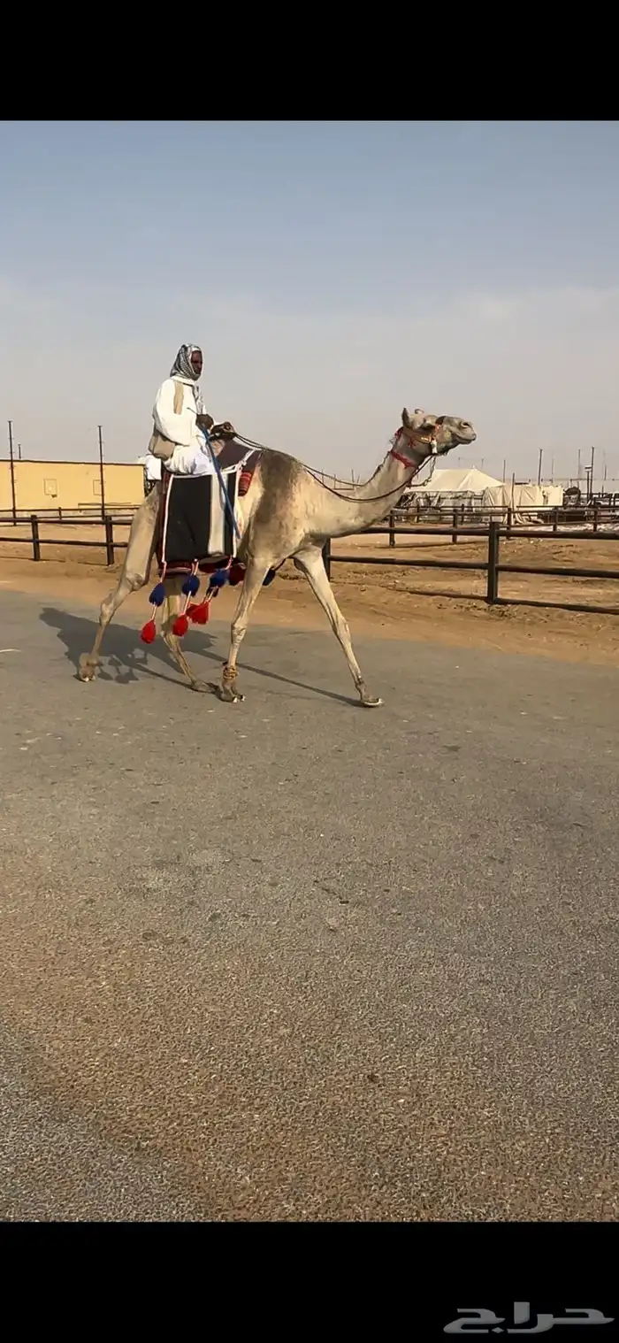 رحول رباع طوع 1