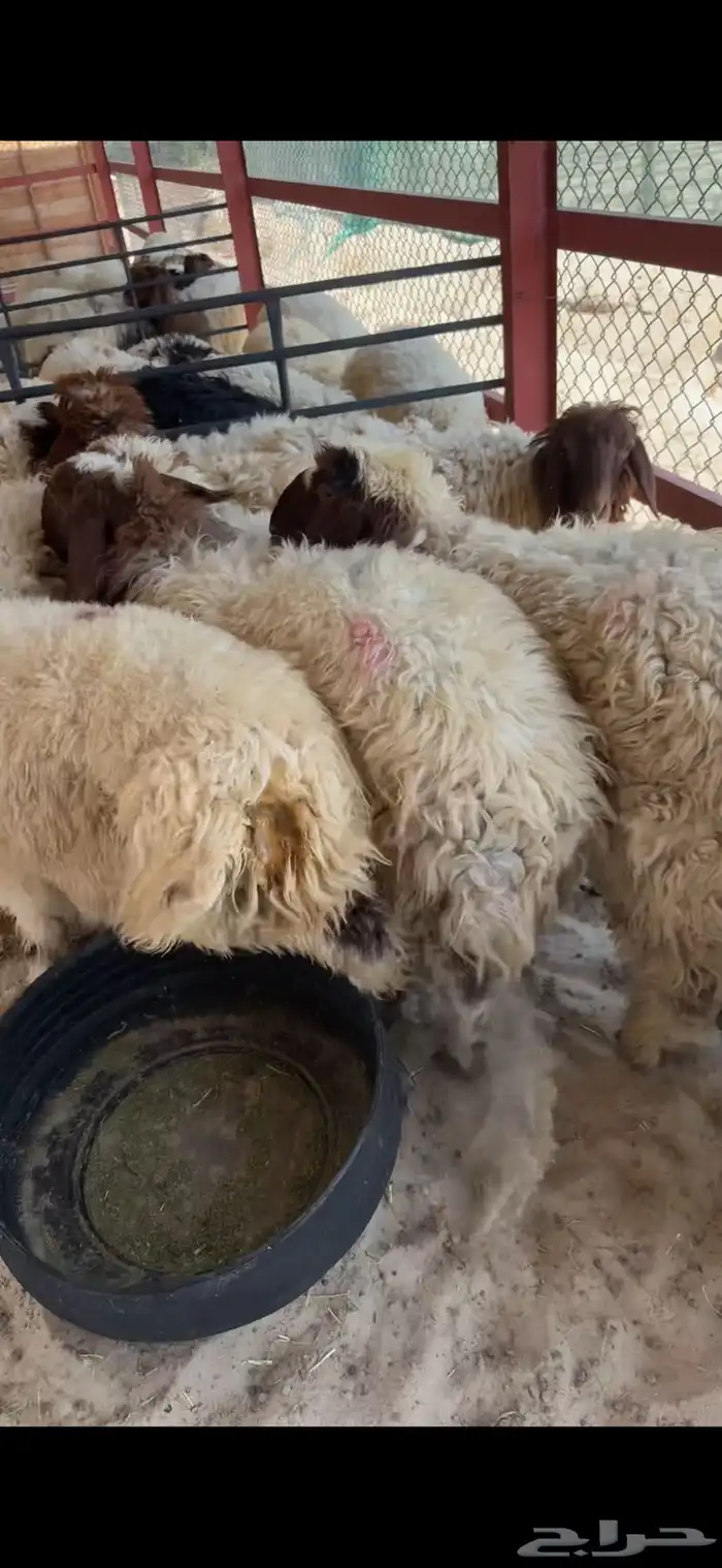رخال ذبايح للبيع 4
