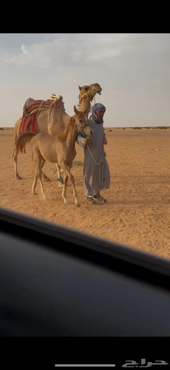 مهر طيب ومع الابل 0