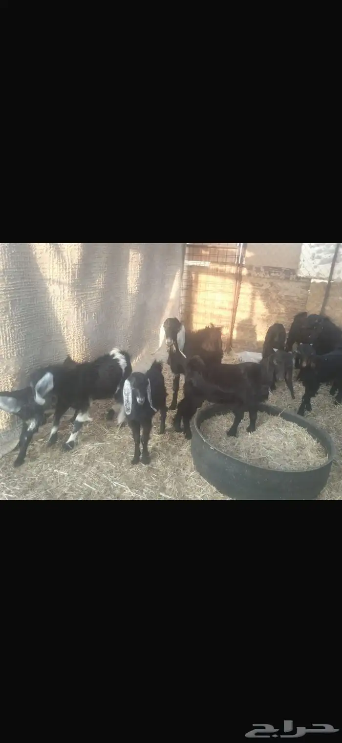 جفار وتيوس العدد 11 الجاد التواصل ع الرقم والواتس 2