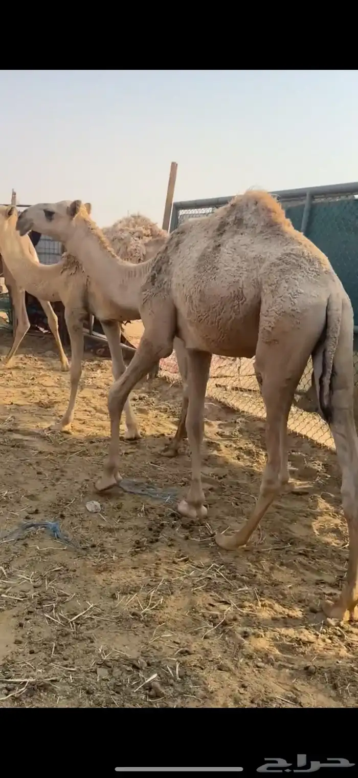 مفاريد شقح قعدان ثنين طيبات مقفله شحمه الخرج 10
