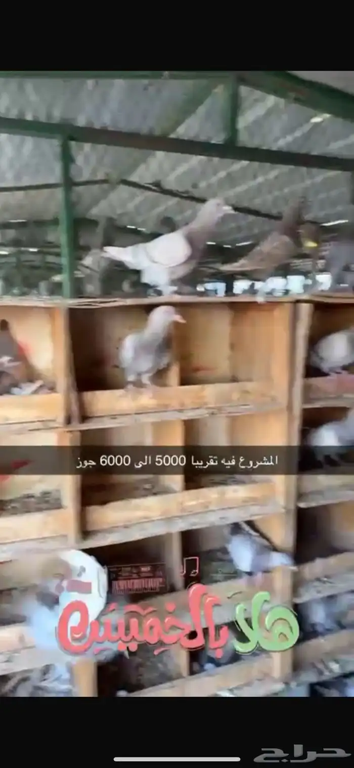مشروع حمام لاحم فرنسي وسلفر 7