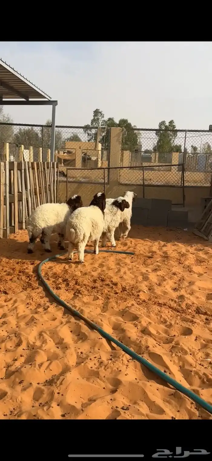 هرافا نعيم 5