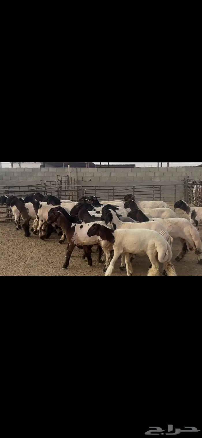جذعات نعيم درع . 5