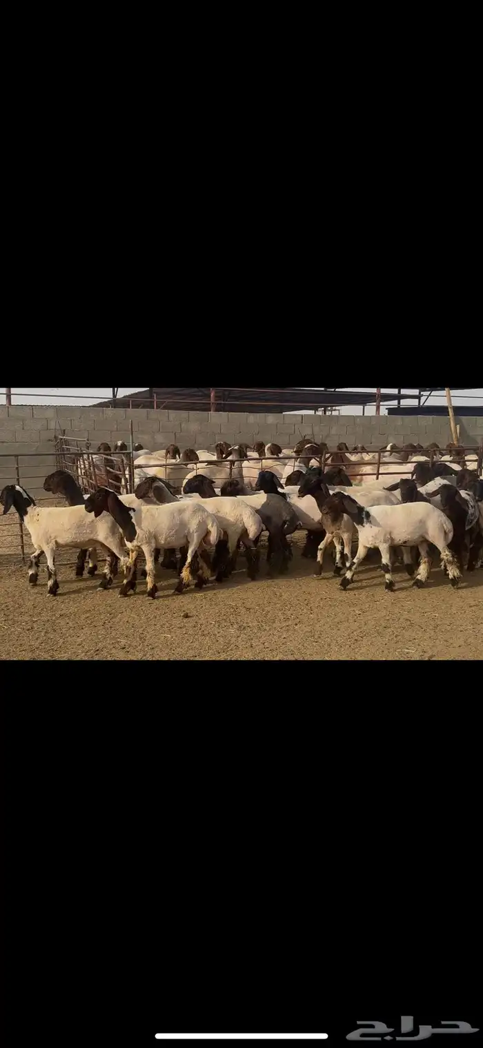 جذعات نعيم درع . 1