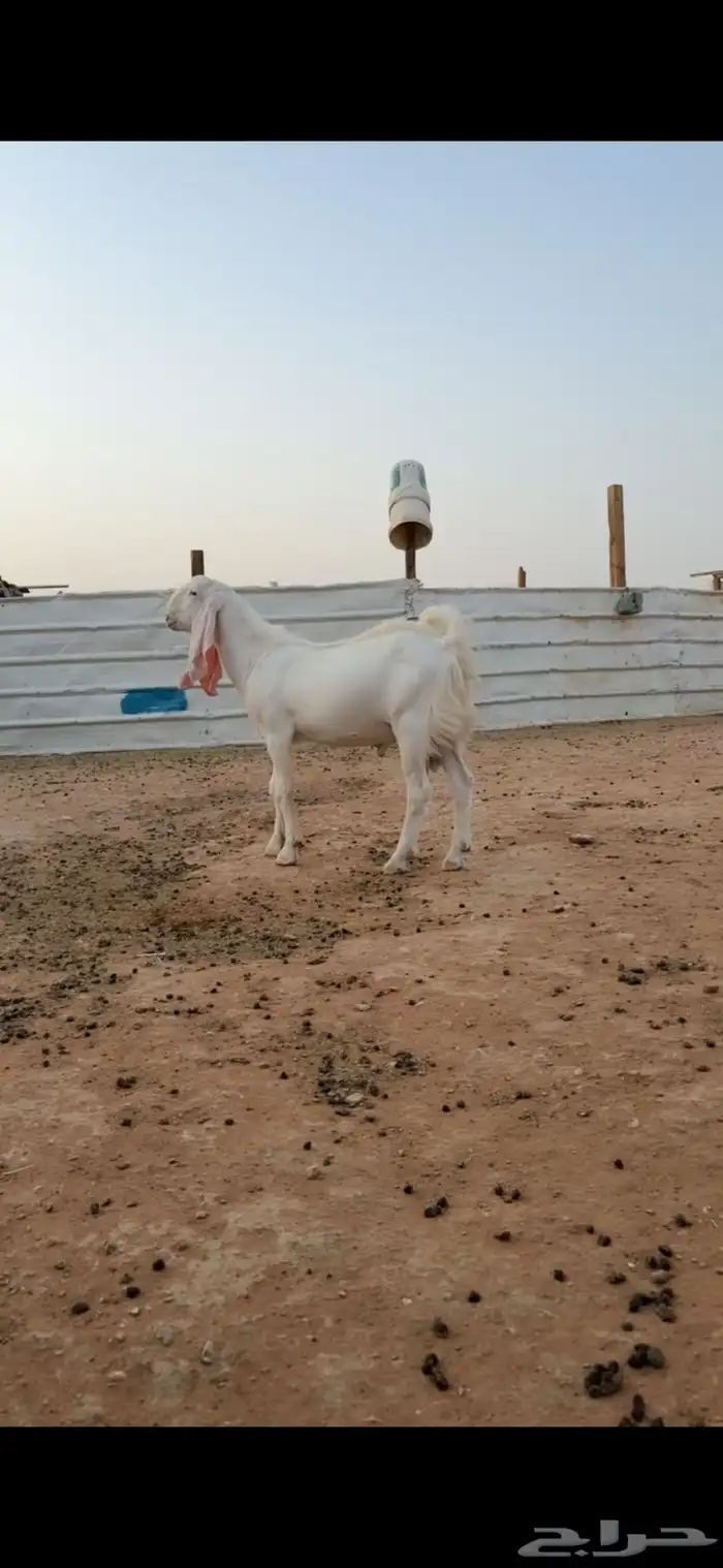 تيس ابرص ابيض 2
