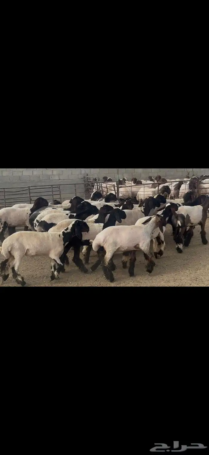 جذعات نعيم درع . 12