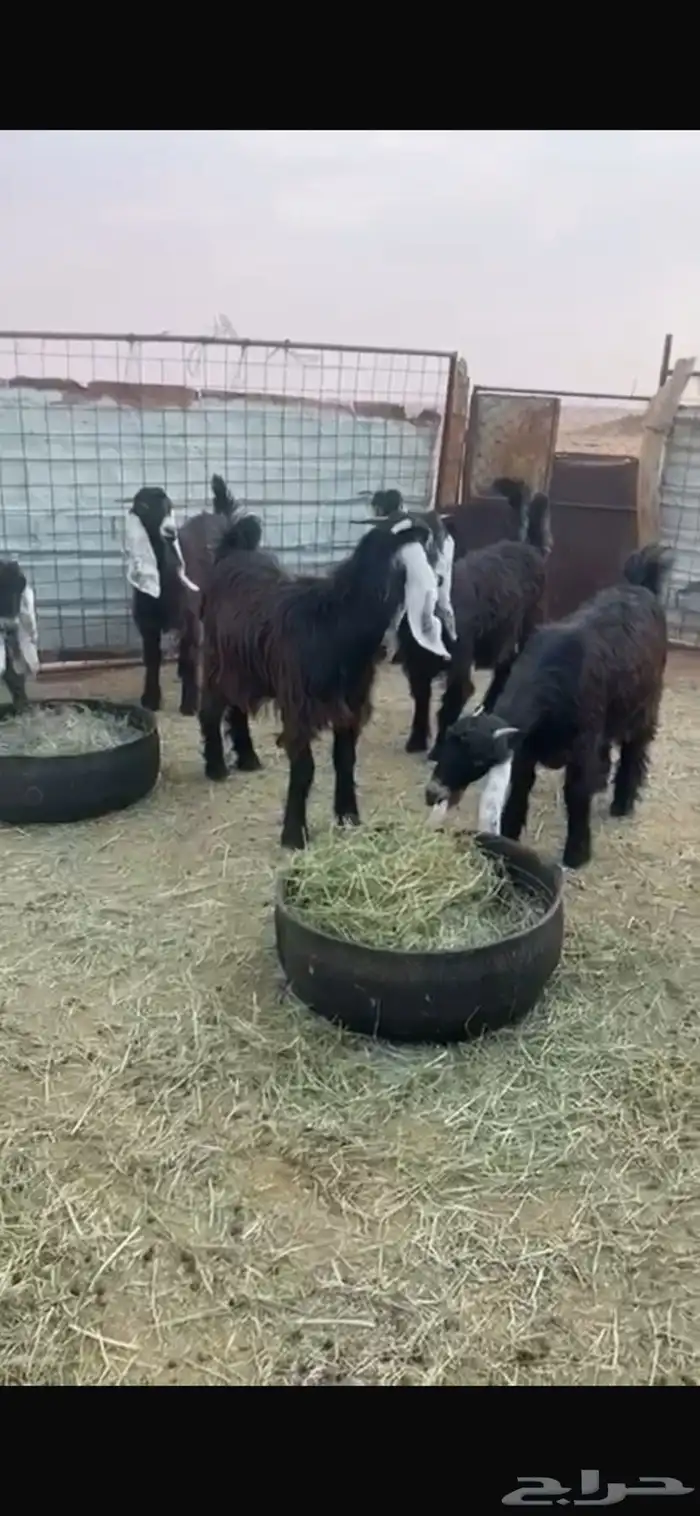 8 جفرات عوارض للبيع 0