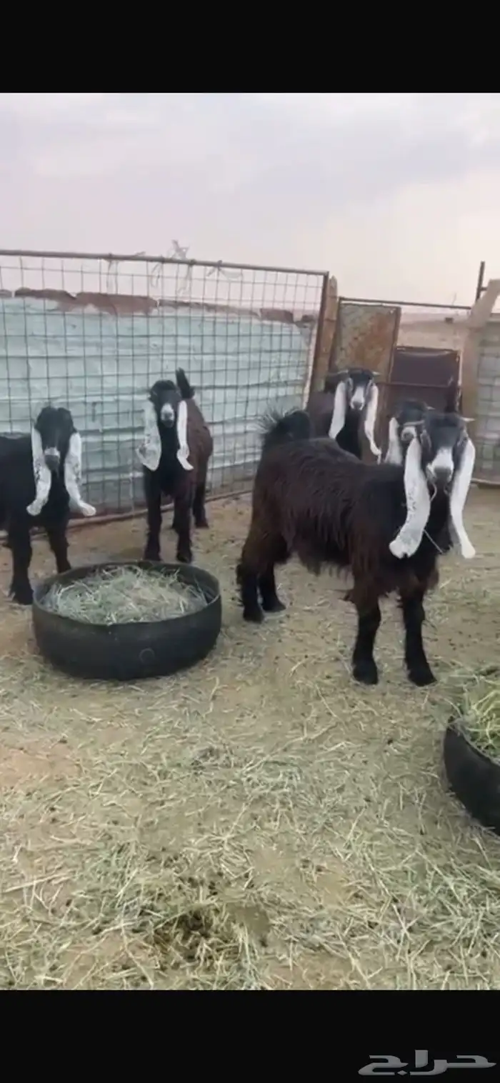8 جفرات عوارض للبيع 2