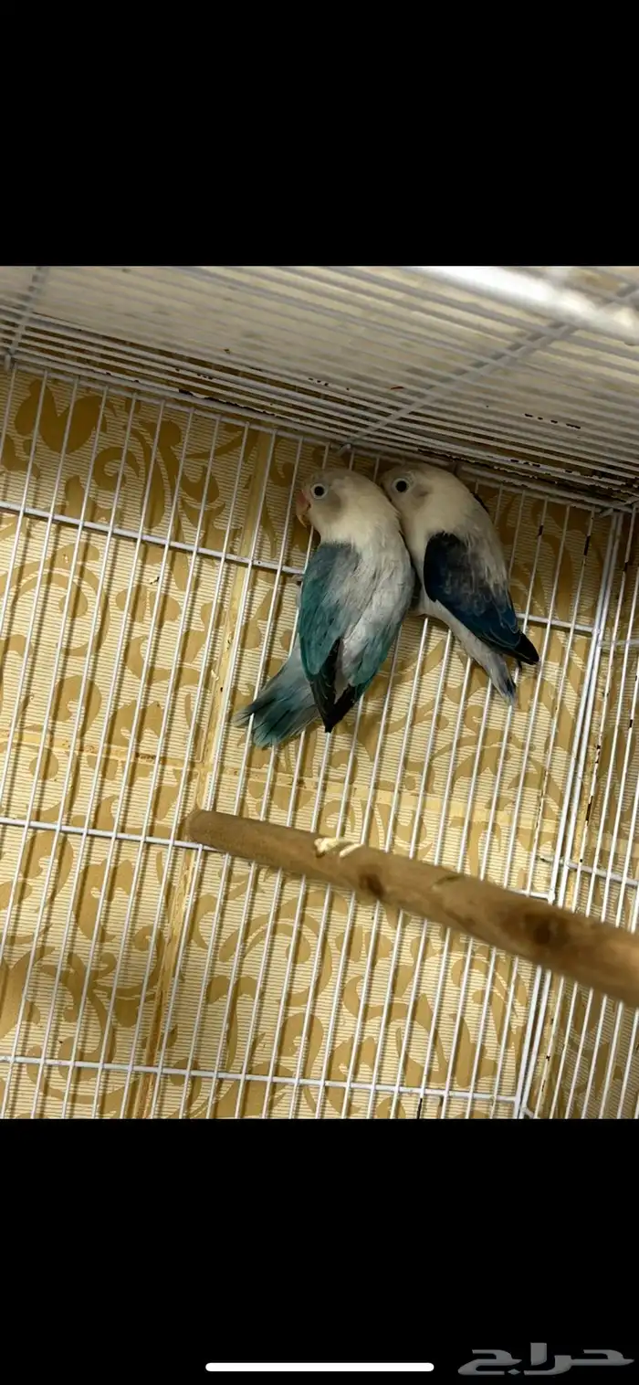 جوز فيشر أيونيج 3