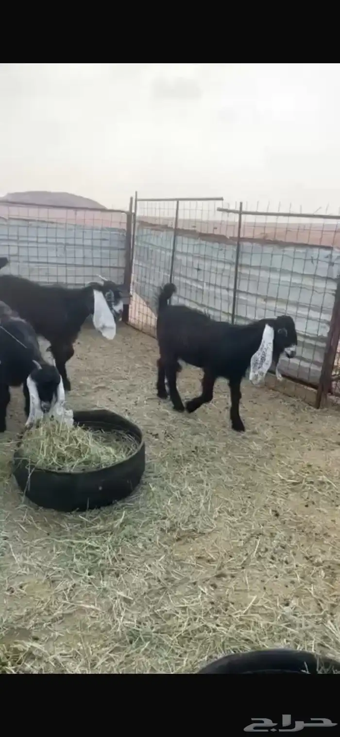 8 جفرات عوارض للبيع 1