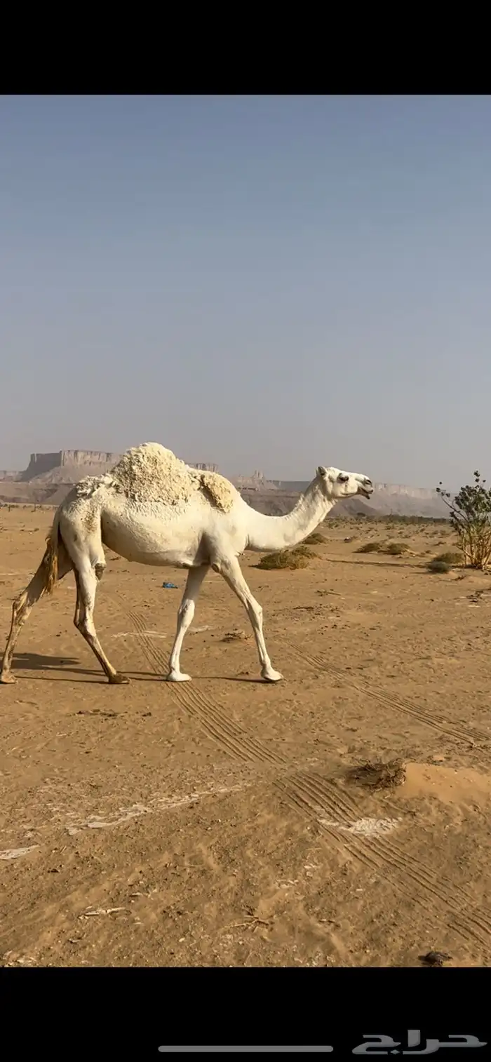 لقيه للبيع 0