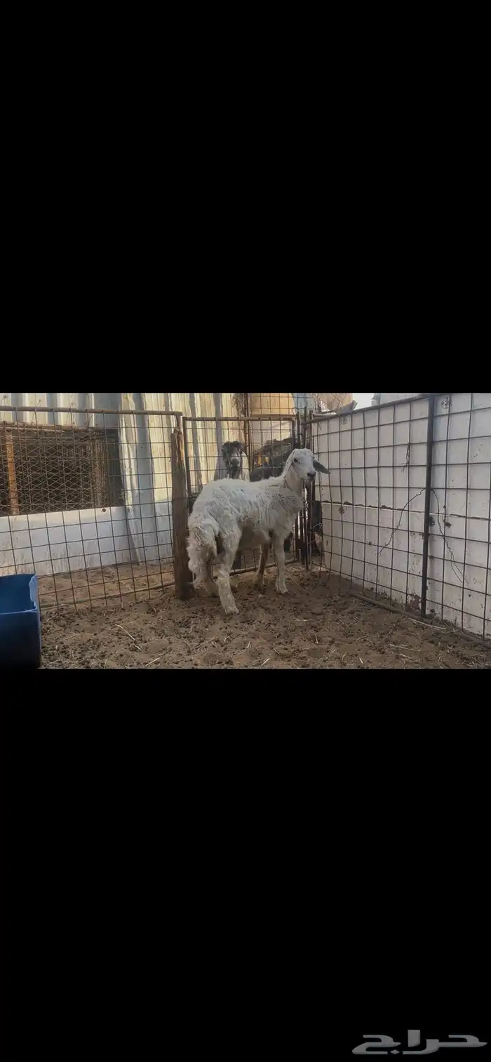 طلي حري ذبيحه..تم البيع 3