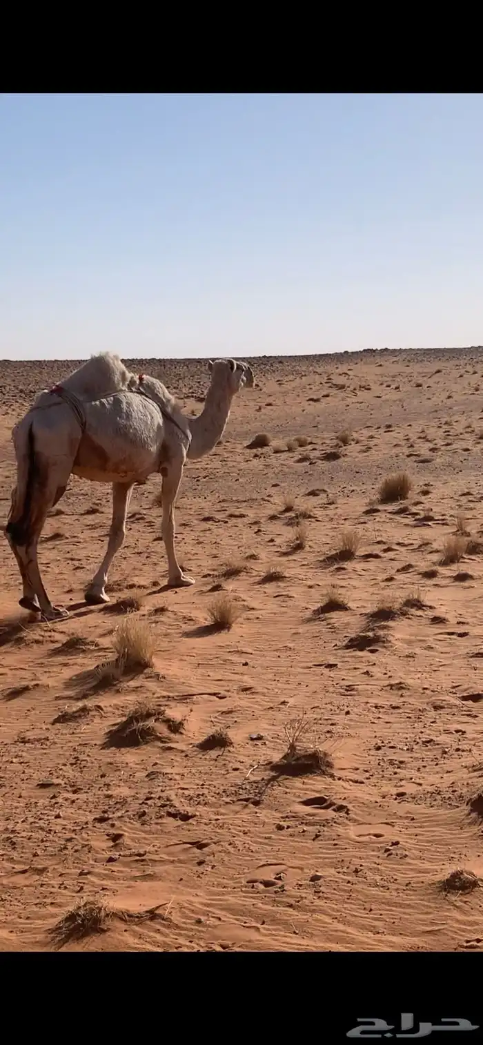 عشرا 1