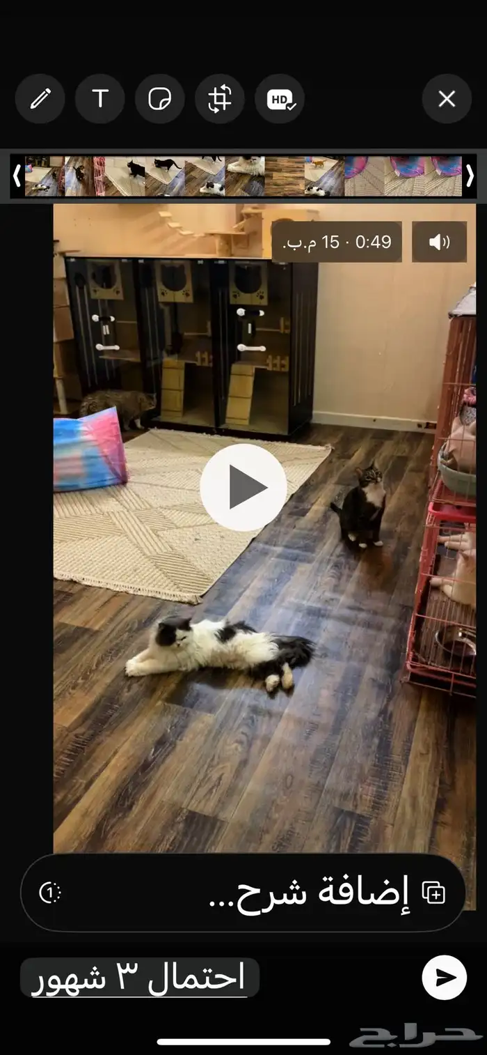 آمان لتزاوج وفندقة القطط 0