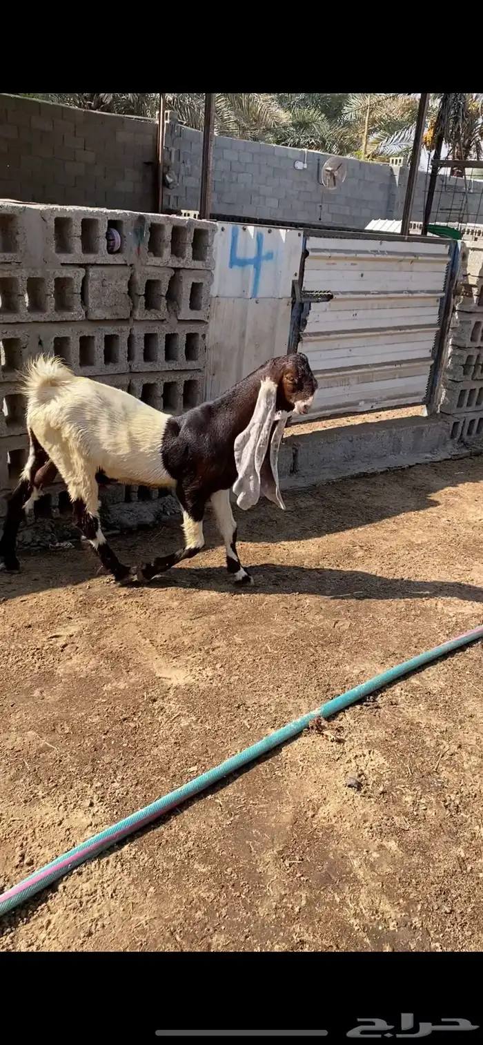 تيوس مشاريع فحول 1