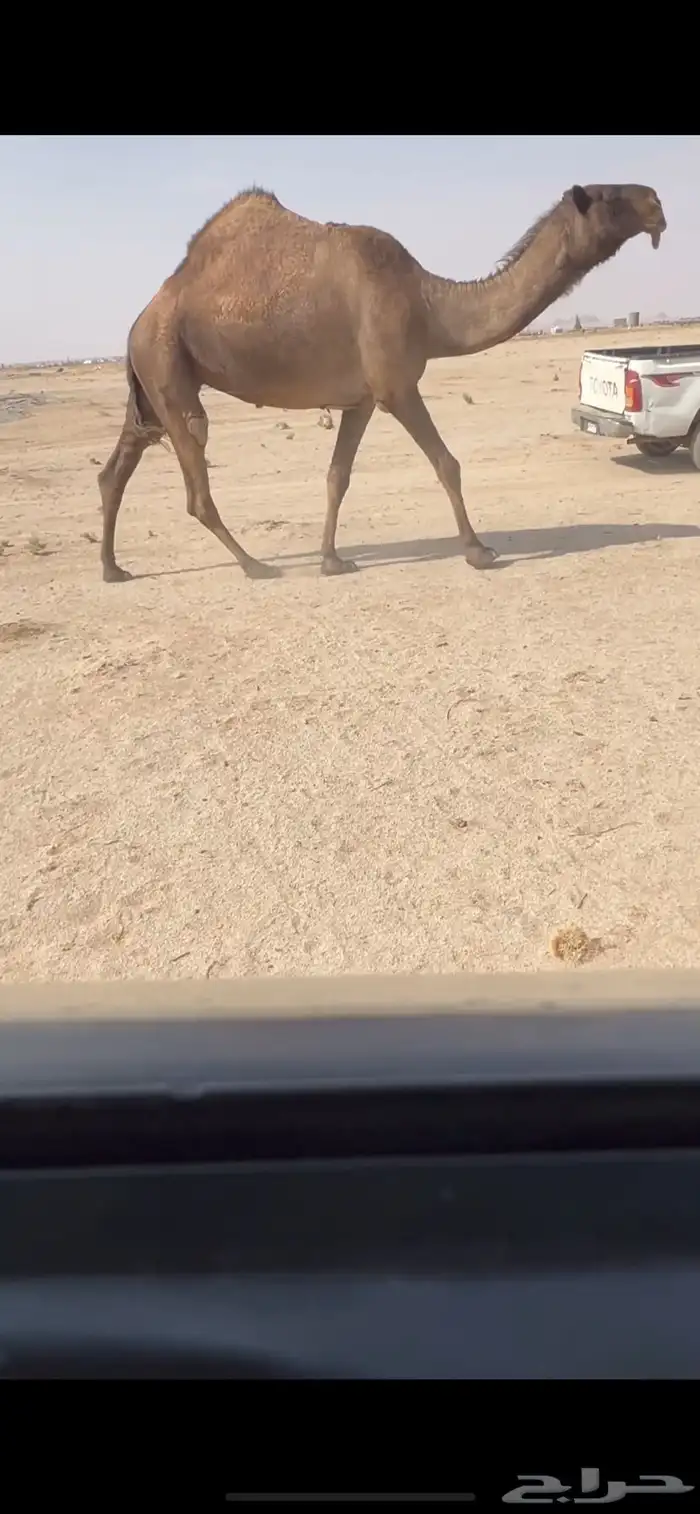 للبيع الصفرا الضروبه الكفو 0