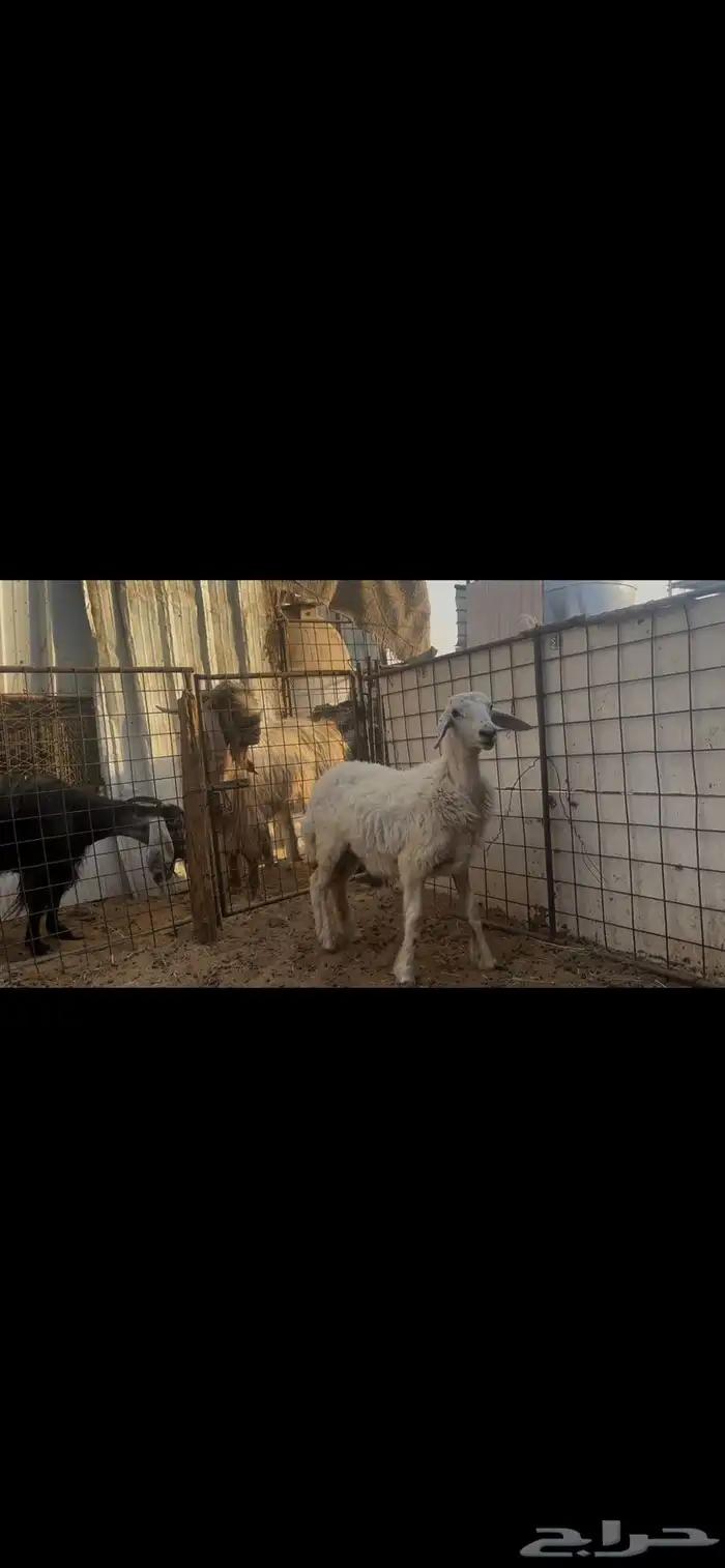 طلي حري ذبيحه..تم البيع 4