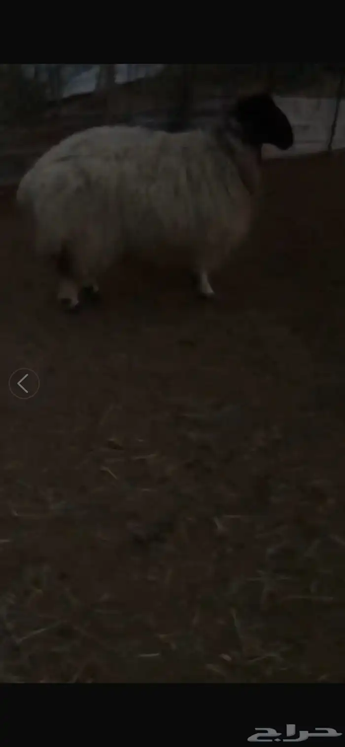 شاه نعيميه حايل جبرره 2