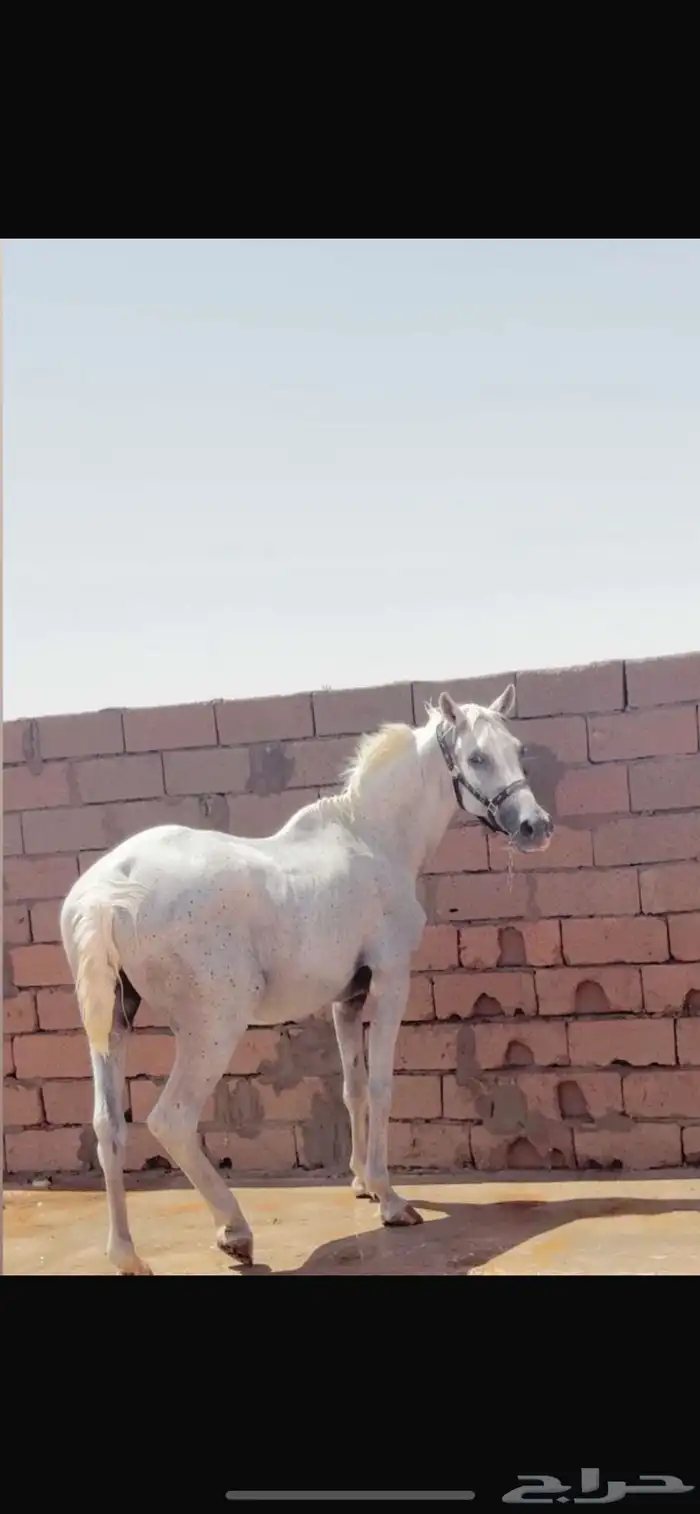 فرص أصيلة لقحه للبيع 0
