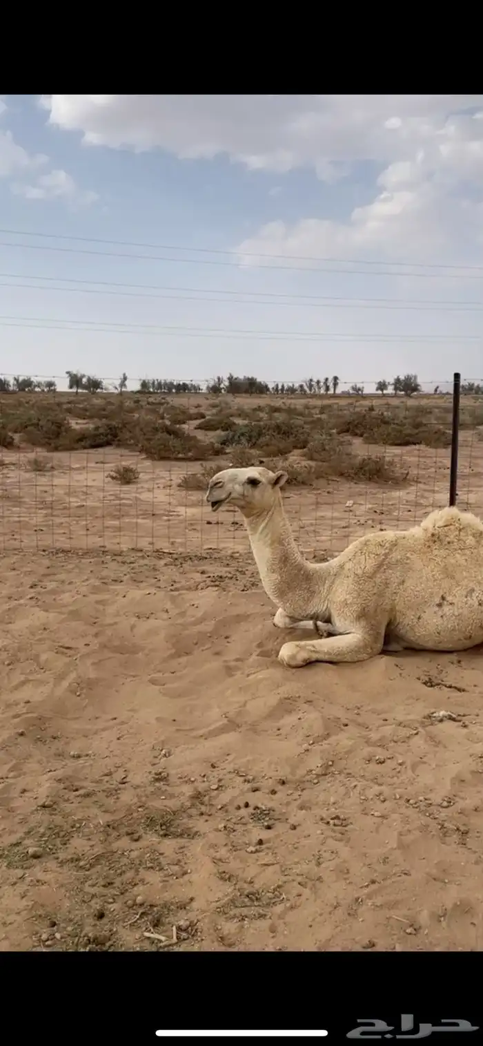 للبيع قعود كفو 0