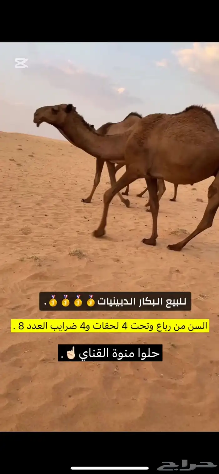 للبيع البكار الكفو 6