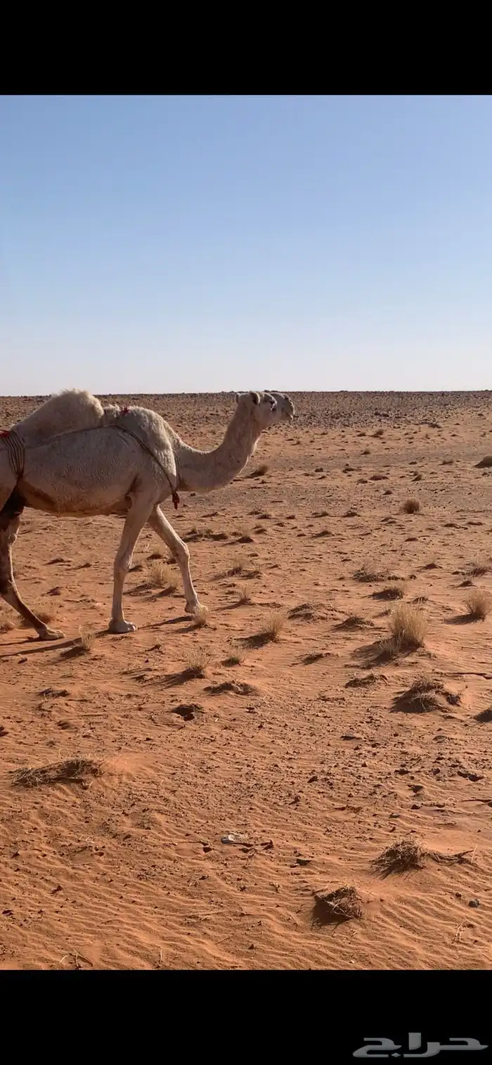 عشرا 2