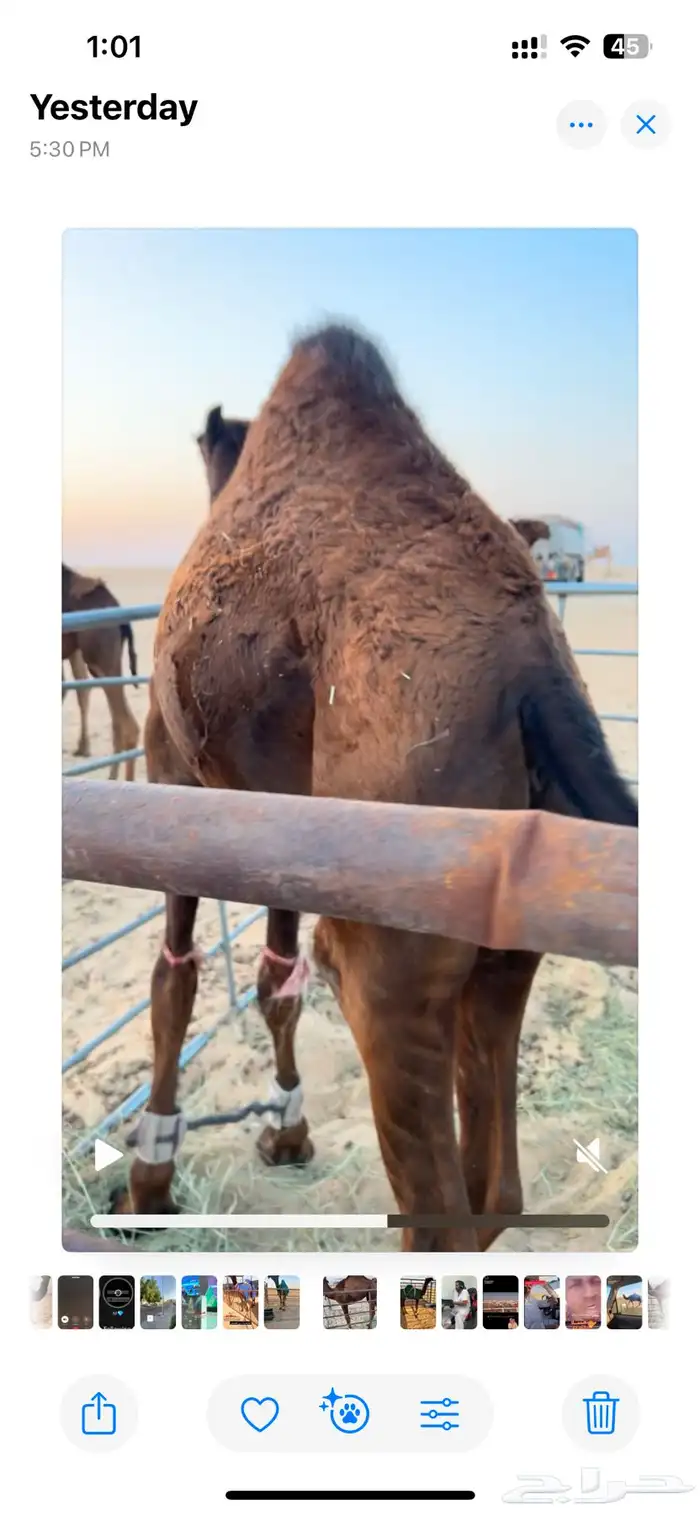 بكره للبيع 1