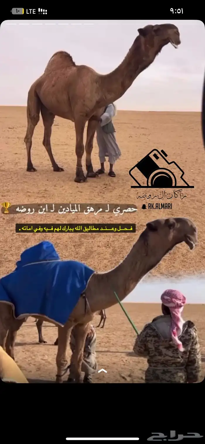 قعود عقابي فاخر 2