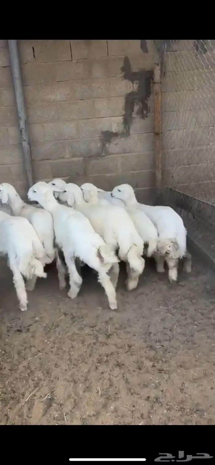 للبيع طلييان حريات فاخره 0