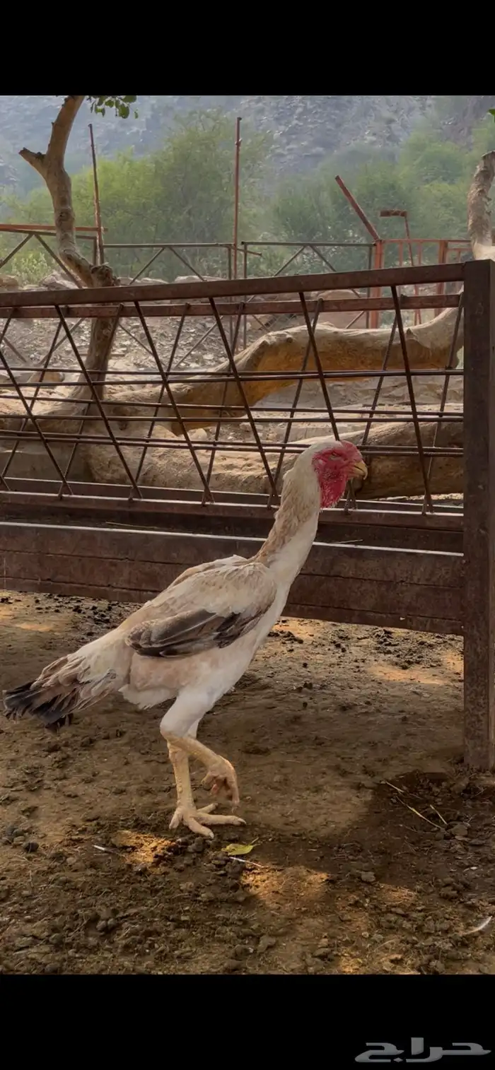 للبيع مراح دجاج كلها ب الف ريال بس 13