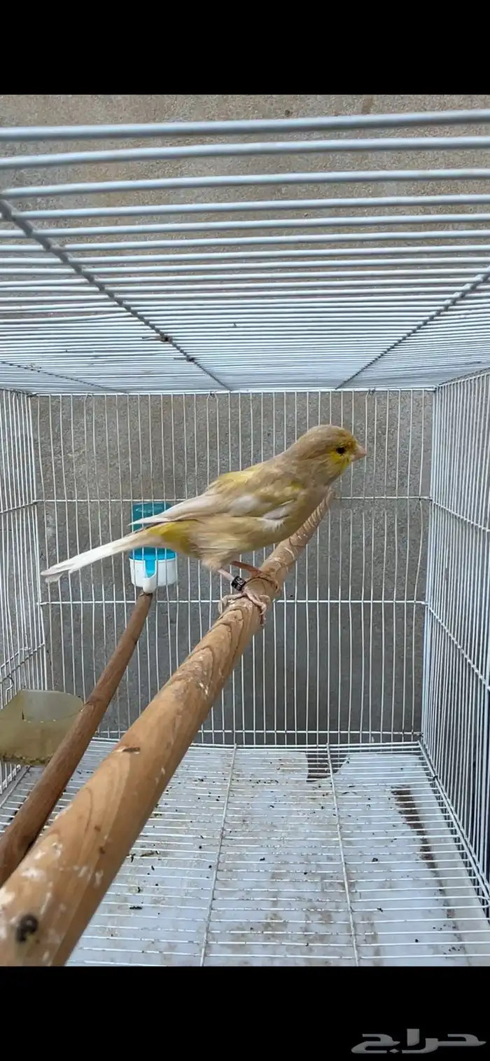 أنثى كناري جاهزه 1