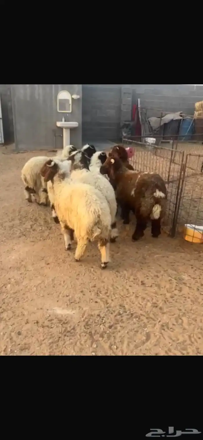 خرفان 1
