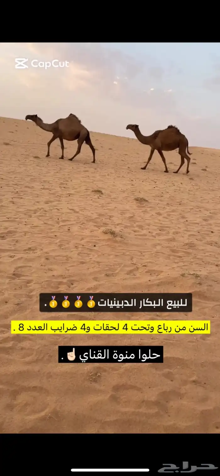للبيع البكار الكفو 7
