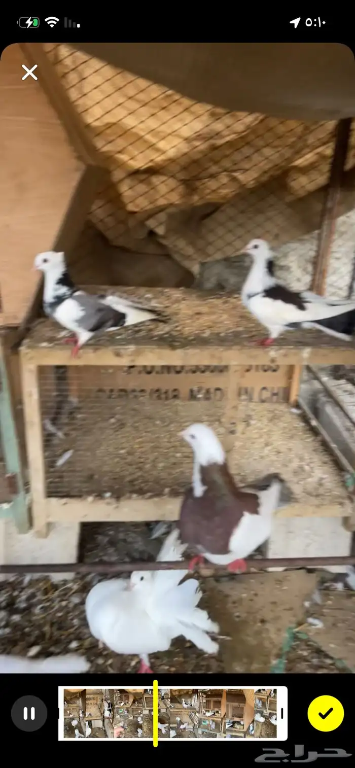 للبيع مراح دجاج كلها ب الف ريال بس 25