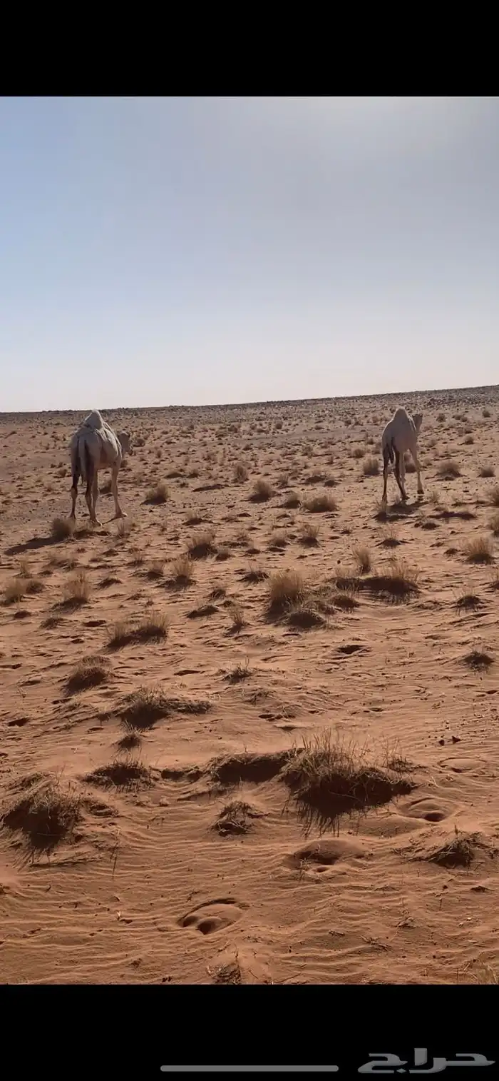عشرا 0