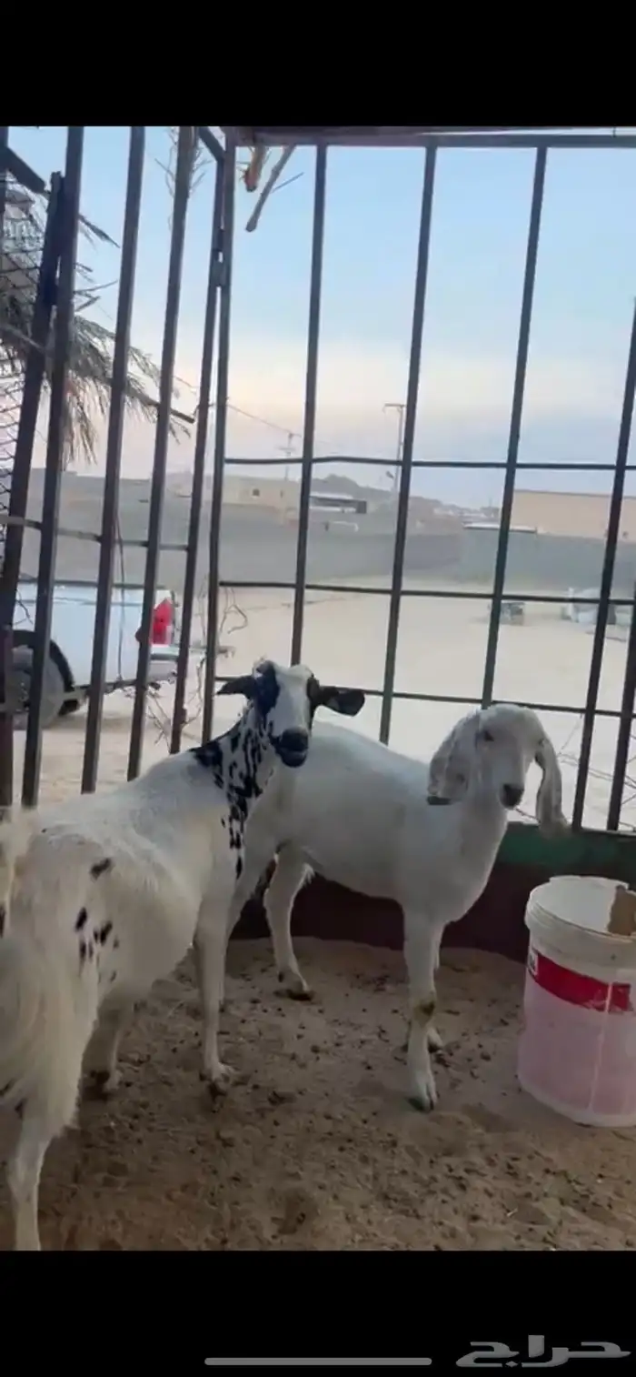 عنز جامع تحتها جمده 2