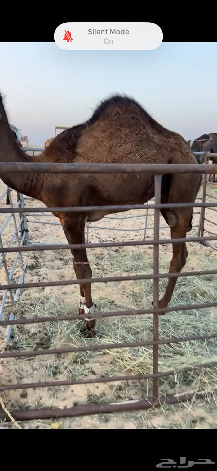 بكره للبيع 0