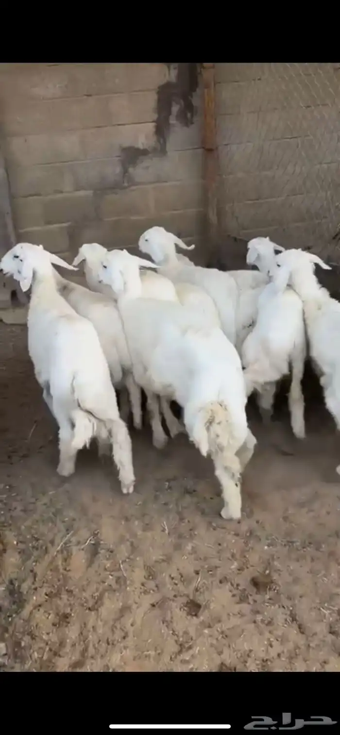 للبيع طلييان حريات فاخره 1