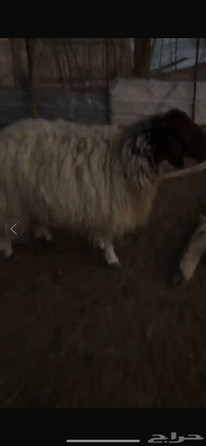 شاه نعيميه حايل جبرره 3